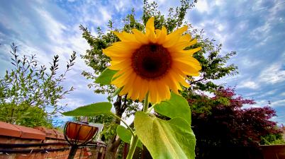 Amazing Sunflower gifted by a Neighbour